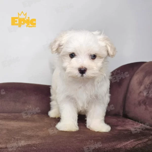 Maltese White Female - Image 3