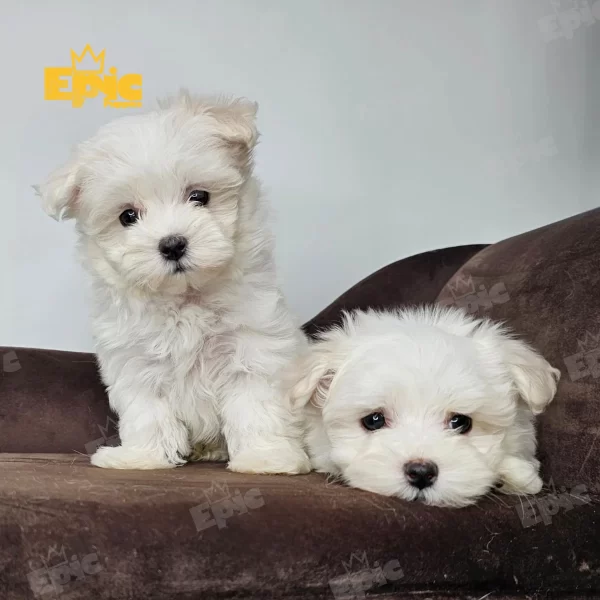 Maltese White Female - Image 2
