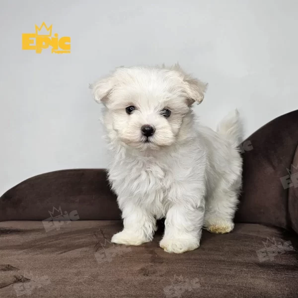 Maltese White Female (copia) - Image 3