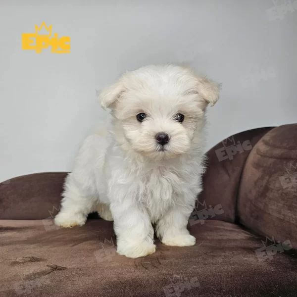 Maltese White Female (copia) - Image 2