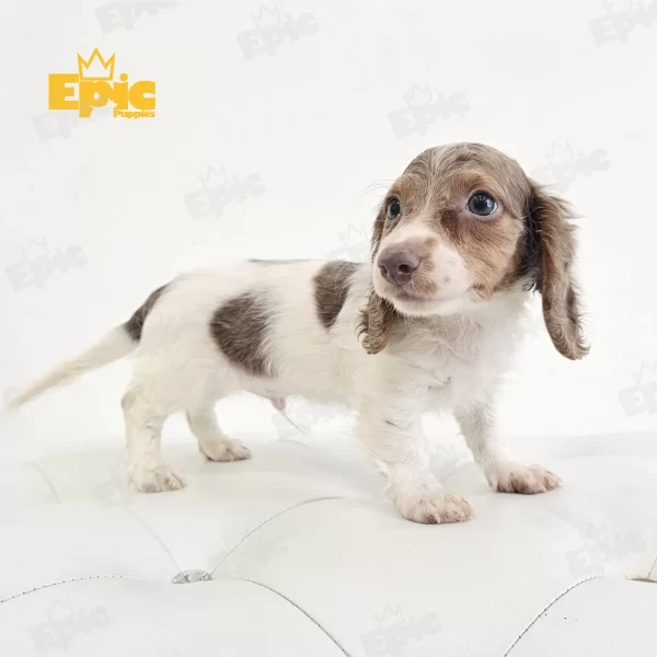 Dachshund Isabella Male