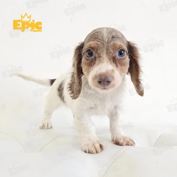 Dachshund Isabella Male - Image 3