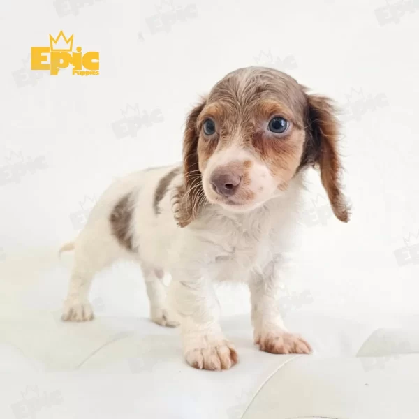 Dachshund Isabella Male - Image 2