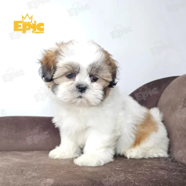 Shih Tzu Tricolor Male - Image 3