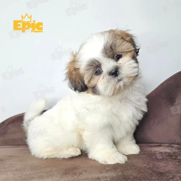 Shih Tzu Tricolor Male