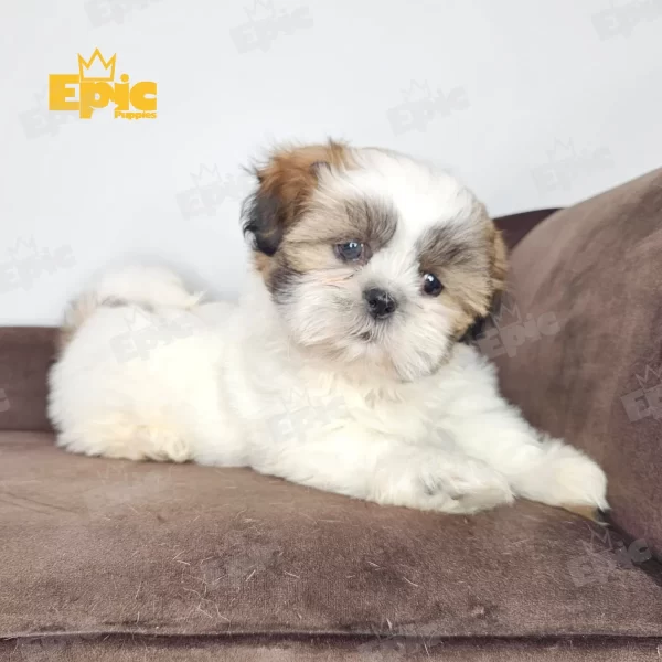 Shih Tzu Tricolor Male - Image 2